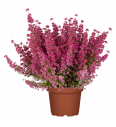 Erica gracilis Ø12 mix
