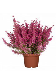 Erica gracilis Ø12 mix