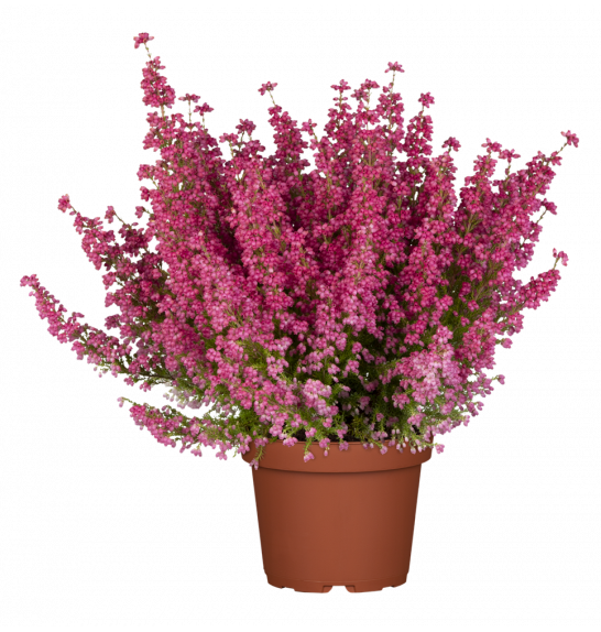 Erica gracilis Ø12 mix