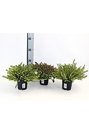 Erica darlyensis Ø12 mix