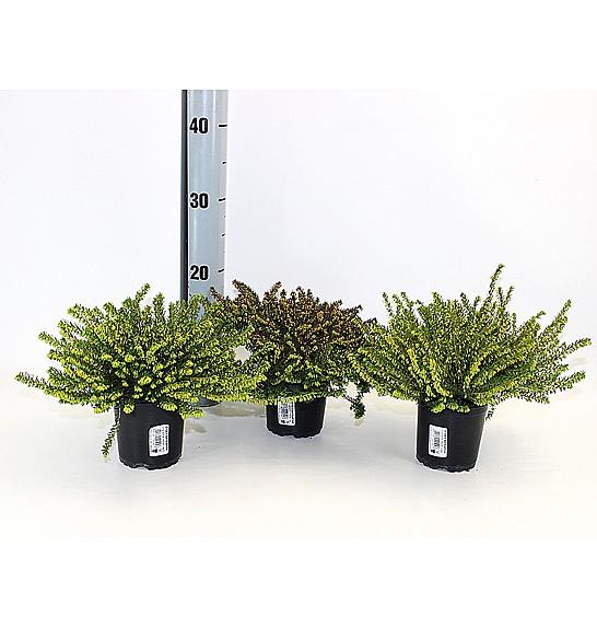 Erica darlyensis Ø 12 mix