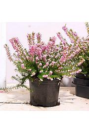 Erica darlyensis Ø 10,5 ružičasta