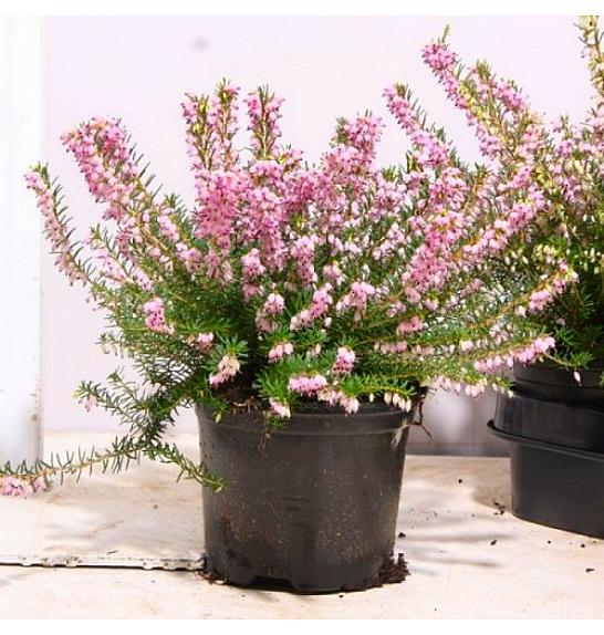 Erica darlyensis Ø 10,5 ružičasta