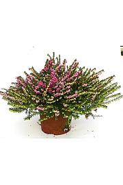 Erica darlyensis Ø11 rdeča
