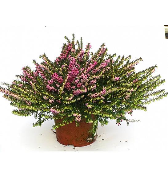 Erica darlyensis Ø11 rdeča