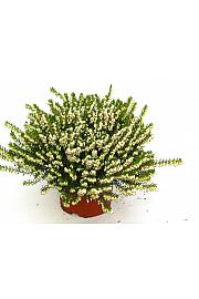 Erica darlyensis Ø 10,5 bijela