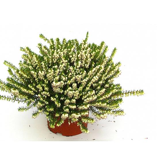 Erica darlyensis Ø11 bela