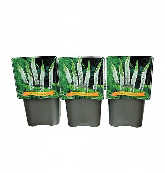 Eremurus Tropical Dream C5 Lit.