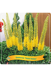 Eremurus Solid Yellow C5 Lit.