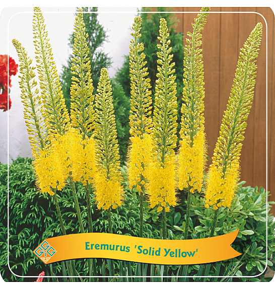 Eremurus Solid Yellow C5 Lit.