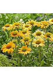 Echinacea Yellow shades Ø11