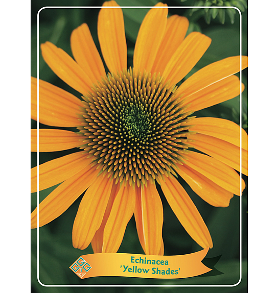 Echinacea Yellow shades Ø11