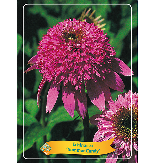 Echinacea Summer Candy Ø11