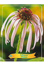Echinacea Simulata Ø11