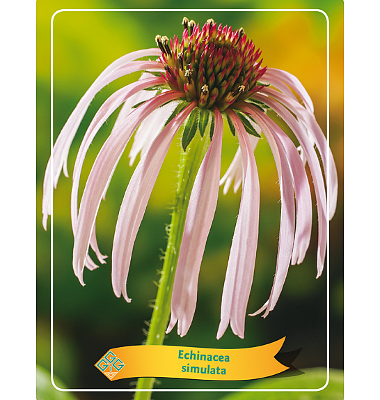 Echinacea Simulata Ø11