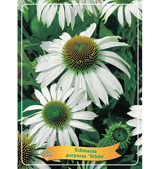 Echinacea purpurea White Ø11