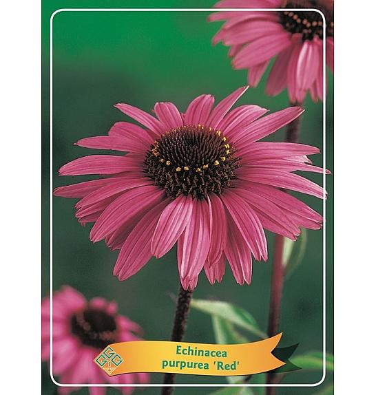 Echinacea purpurea Red Ø11