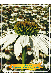 Echinacea purpurea Pow Wow White Ø11