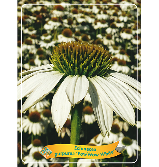 Echinacea purpurea Pow Wow White Ø11