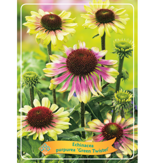 Echinacea purpurea Green Twister Ø11