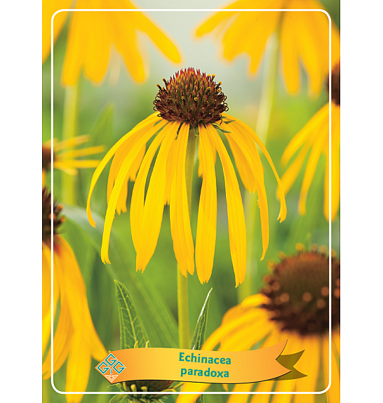 Echinacea paradoxa Ø11