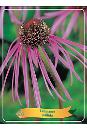 Echinacea pallida Ø11