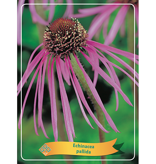 Echinacea pallida Ø11