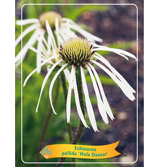 Echinacea Pallida Hula Dancer Ø11