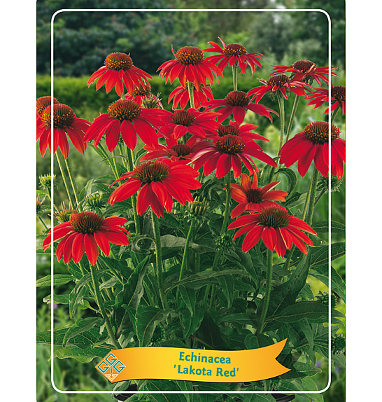 Echinacea Lakota Red Ø11