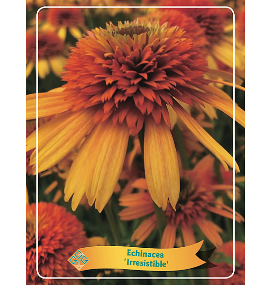 Echinacea Irresistible Ø11
