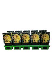Echinacea Eccentric Yellow ® Ø11
