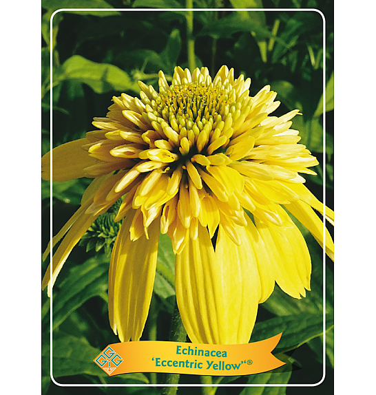 Echinacea Eccentric Yellow ® Ø11