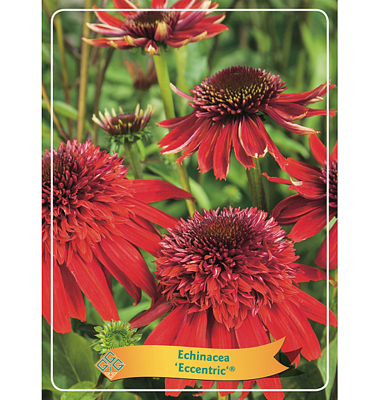 Echinacea Eccentric Red ® Ø11