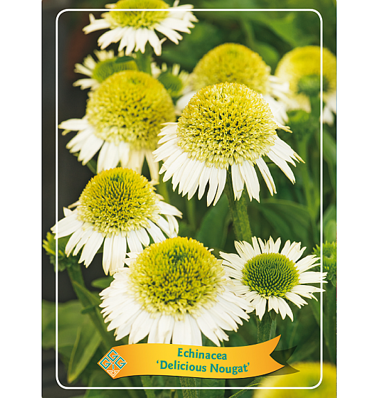 Echinacea Delicious Nougat Ø11