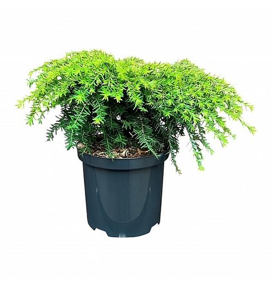 Tsuga canadensis Jeddeloh C2,5 lit. 20-25 cm