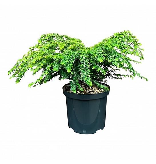 Tsuga canadensis Zelena kugla ᴾᴿ C2.5 lit. 20-25 cm