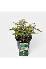 Tsuga canadensis Zlatni sjaj C2,5 lit. 20-25 cm