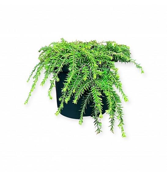 Tsuga canadensis Coles, polegli C2,5 lit. 15-20 cm