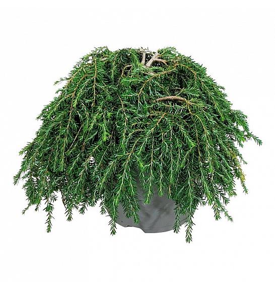 Tsuga canadensis Coleov polegli C7.5 lit. 30-40 cm