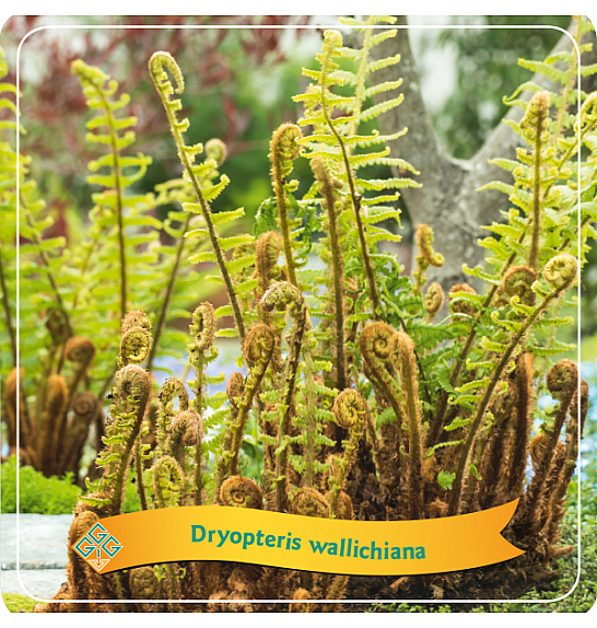 Dryopteris wallichiana C5 Lit.