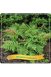 Dryopteris Erythrosora C5 Lit.