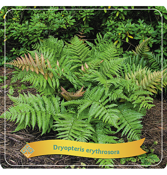 Dryopteris Erythrosora C5 Lit.