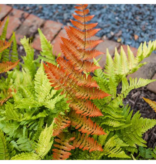 Dryopteris Erythrosora C5 Lit.