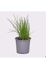 Allium schoenoprasum Ø14