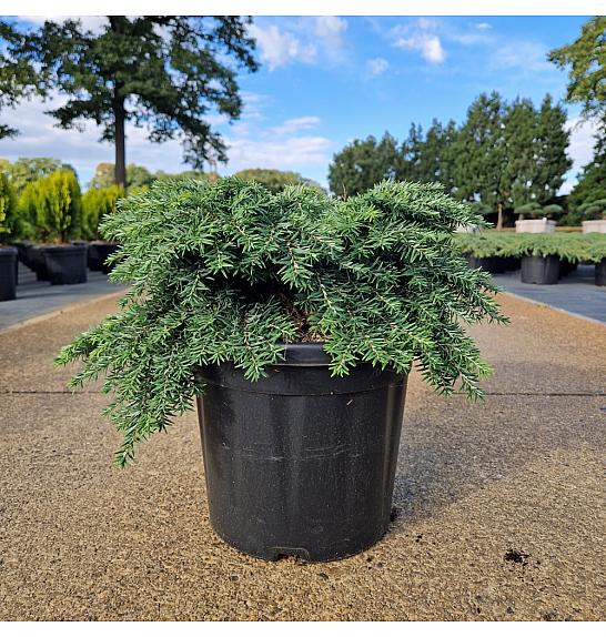 Tsuga can. Jeddeloh C8 Lit. 30-35 cm