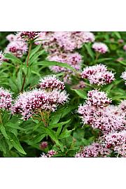 Bilje Valeriana officinalis Ø 10,5