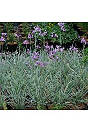 Aromatične biljke THULBAGIA VIOLACEA Ø10.5