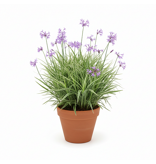 Dišavnice THULBAGIA VIOLACEA Ø10,5