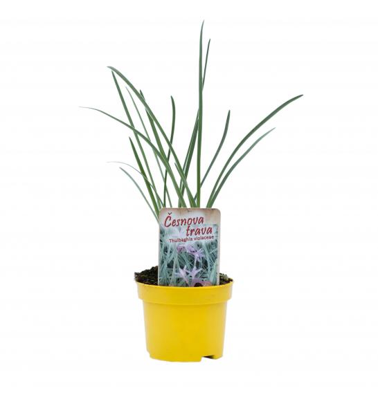 Dišavnice THULBAGIA VIOLACEA Ø10,5