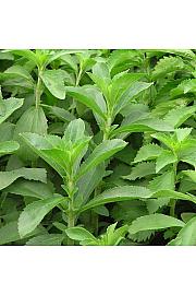 Dišavnice Stevia rebaudiana Ø10,5